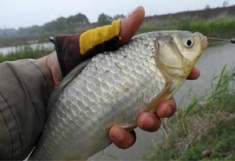 警惕不實(shí)釣魚鉤，2025年最新免費(fèi)資料大全或許與最新-重點(diǎn)釋義、解釋與落實(shí)
